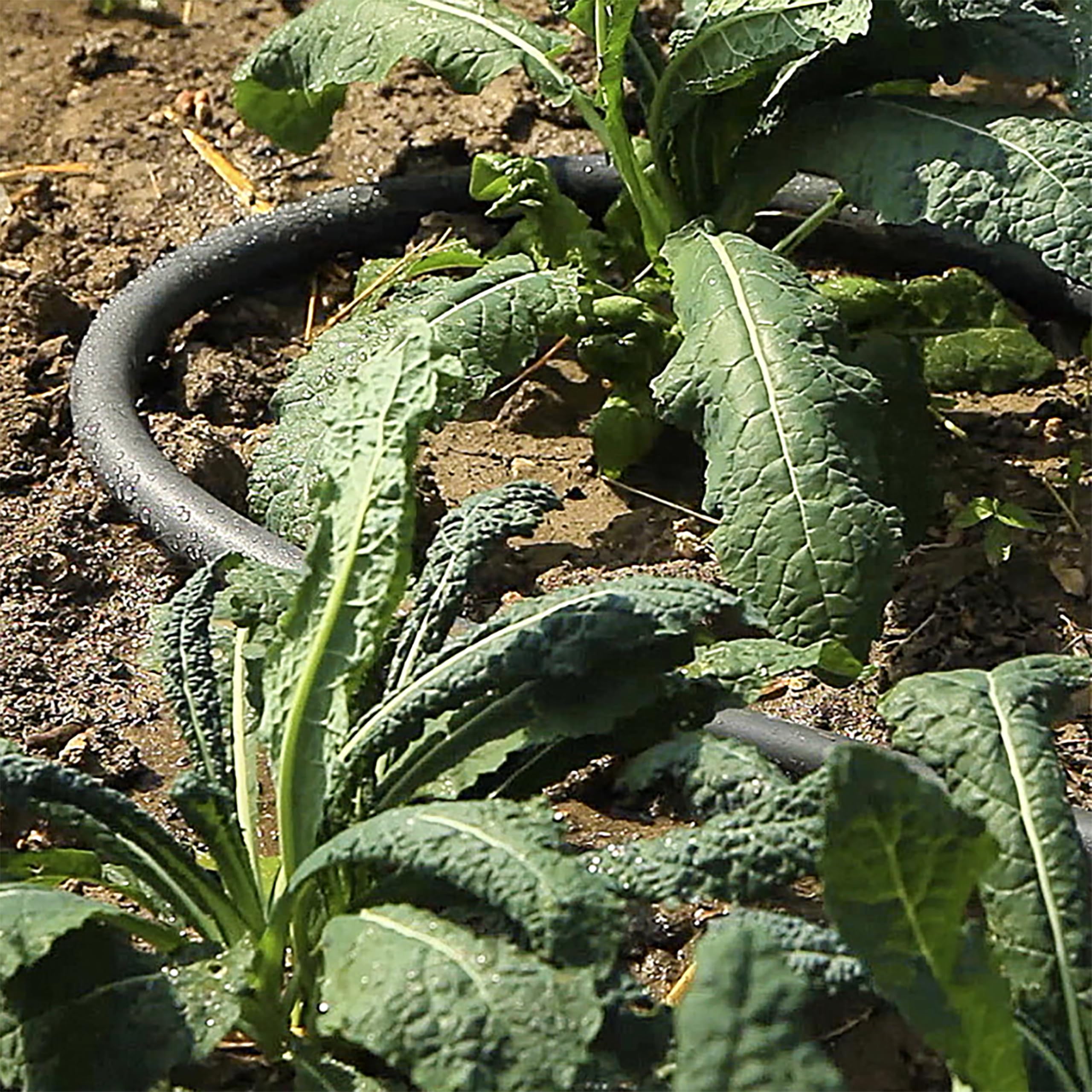 Gilmour 5/8" x 25' Round Weeper Soaker Hose for Garden Beds, Drip Irrigation Outdoor Hose, Flexible Garden Hose for Vegetable Gardens, Flower Beds, Lawns, and Orchards - Image 9